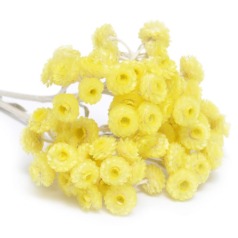 Immortelle