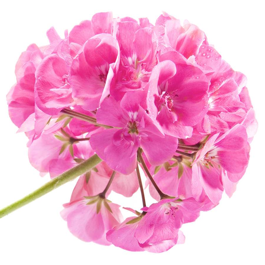Rosengeranie