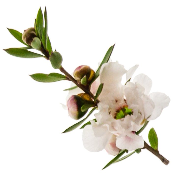 Zitronenmanuka